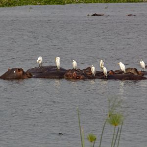 Hippos and Cattle Egrets