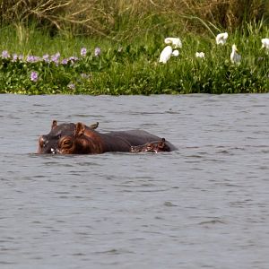 Hippo and calf