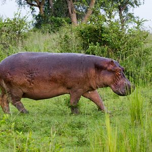 Hippo on the run