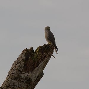Grey Kestrel