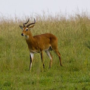 Ugandan Kob
