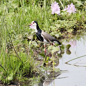 Long-toed Lapwing