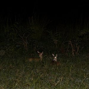 Oribi - spotlighting