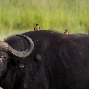 Yellowbilled Oxpeckers on their dinner table