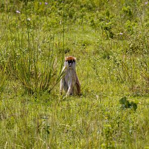 Patas Monkey