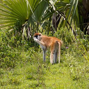 Patas Monkey