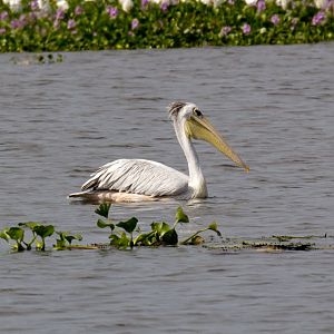 Pinkback Pelican