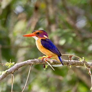African Pygmy Kingfisher
