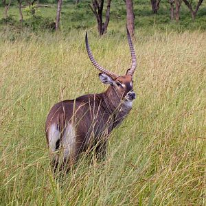 Waterbuck buck