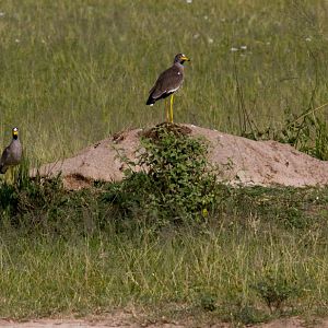 African Wattled Plovers