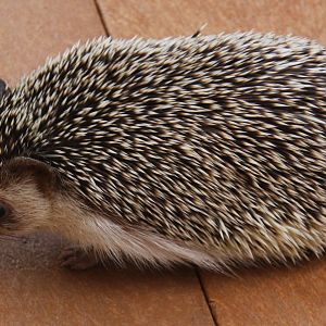 2013: Adventure Aquarium