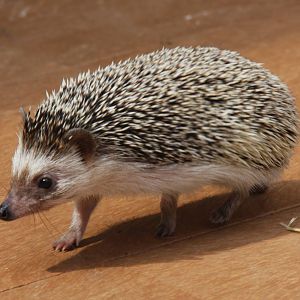 2013: Adventure Aquarium