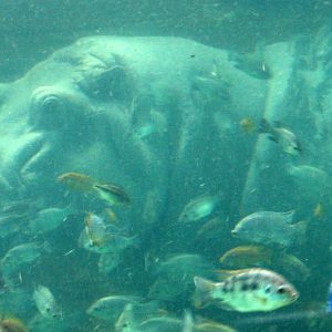 2013: Adventure Aquarium