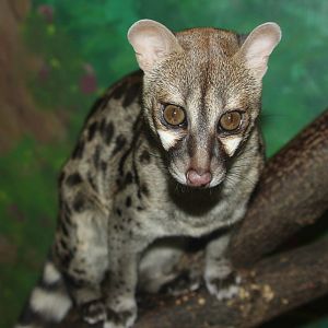 2013: Miller Park Zoo