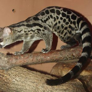 2013: Miller Park Zoo