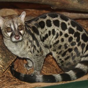 2013: Miller Park Zoo