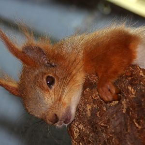 2013: Miller Park Zoo
