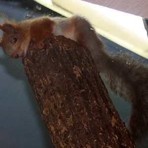 2013: Miller Park Zoo