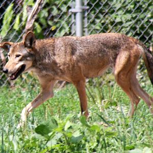 2013: Miller Park Zoo