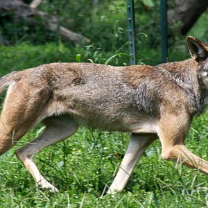 2013: Miller Park Zoo