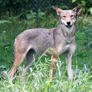 2013: Miller Park Zoo