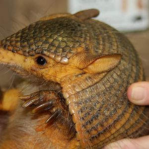 2013: Brookfield Zoo