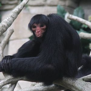 2013: Brookfield Zoo