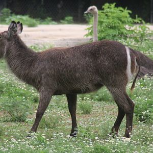 2013: Brookfield Zoo