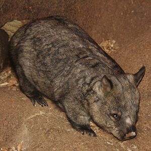 2013: Brookfield Zoo