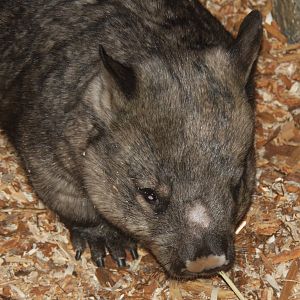 2013: Brookfield Zoo