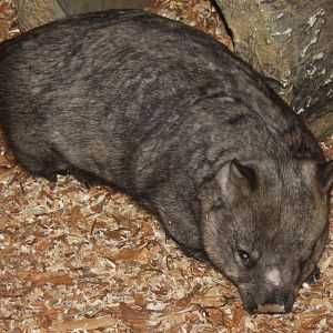 2013: Brookfield Zoo