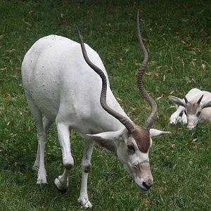 2013: Brookfield Zoo