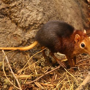2013: Brookfield Zoo