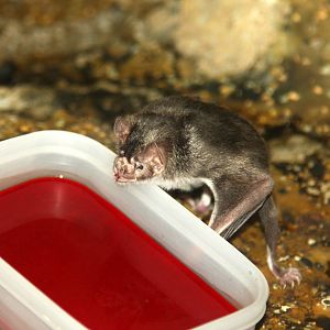 2013: Brookfield Zoo