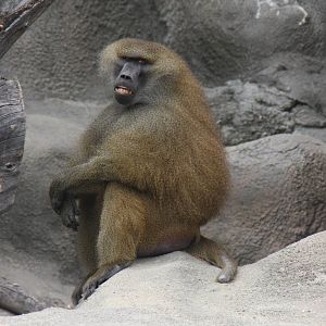 2013: Brookfield Zoo