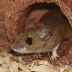 2013: Fort Wayne Children's Zoo