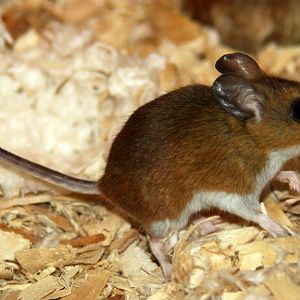 2013: Fort Wayne Children's Zoo