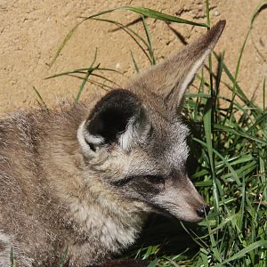 2013: Fort Wayne Children's Zoo