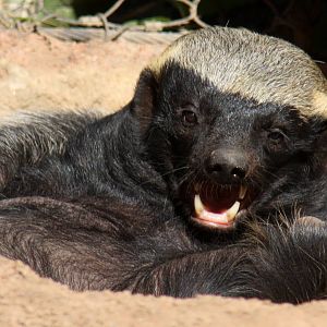 2013: Fort Wayne Children's Zoo