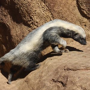 2013: Fort Wayne Children's Zoo