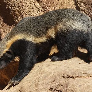 2013: Fort Wayne Children's Zoo