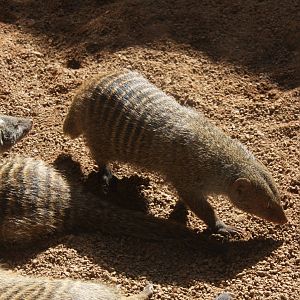 2013: Fort Wayne Children's Zoo