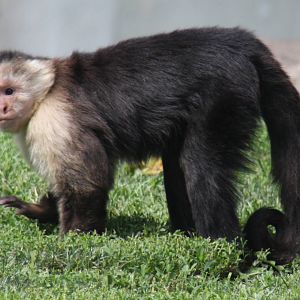 2013: Fort Wayne Children's Zoo