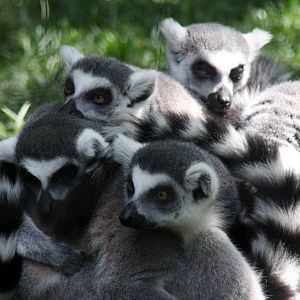 2013: Fort Wayne Children's Zoo