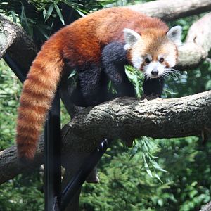 2013: Fort Wayne Children's Zoo