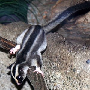 2013: Fort Wayne Children's Zoo