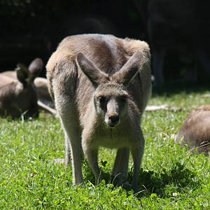 2013: Fort Wayne Children's Zoo