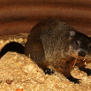 2013: Hutchinson Zoo