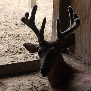 2013: Hutchinson Zoo