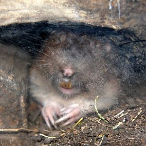 2013: Hutchinson Zoo